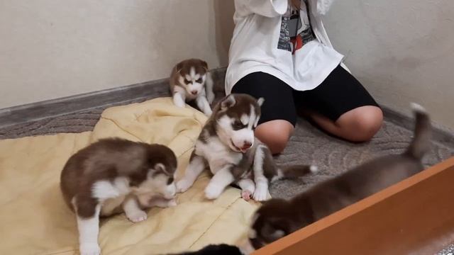 Щенки ХАСКИ ЗНАКОМЯТСЯ С НОВЫМ ПИТОМЦЕМ / КАК НАЗВАЛИ ? смотреть онлайн