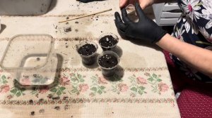 Особенности проращивания семян миконопсиса, сангвинарии и семян многолетних цветочных культур.