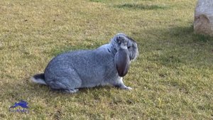 Кролик Французский баран шиншилловый — Дания