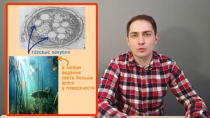 Цианобактерии (водоросли) | ЦТ по биологии