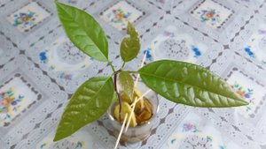 Авокадо пророс. Пересадка.mp4