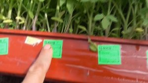 Мои любимые "толстоногие" томаты! Какие сорта я высажу на завалинках? Ольга Чернова.