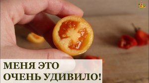 Сею помидоры целиком! / Выращивание томатов