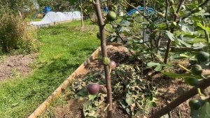 Осенняя обрезка листьев на инжире. Сорт Харди Чикаго. Fig tree Hardy Chicago