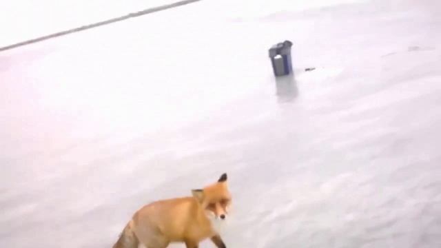 Лиса на зимней рыбалке. Fox on winter fishing.