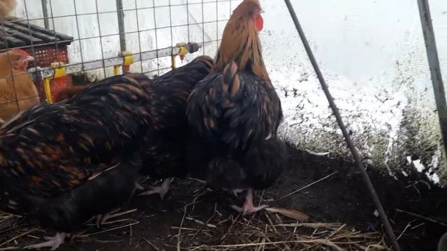 ???КУРЫ ОРПИНГТОН ЧЕРНЫЙ ОКАМЛЕНЫЙ ЗОЛОТО ??? смотреть онлайн