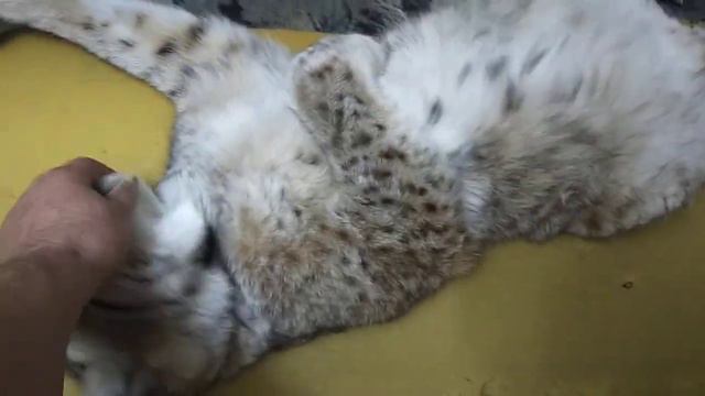 Рысь Даша - потягушечки смотреть онлайн