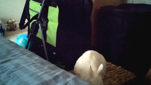 Cricket's new stroller смотреть онлайн