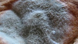 Что будет, если съесть хлеб с плесенью: то, что нам обычно не рассказывают