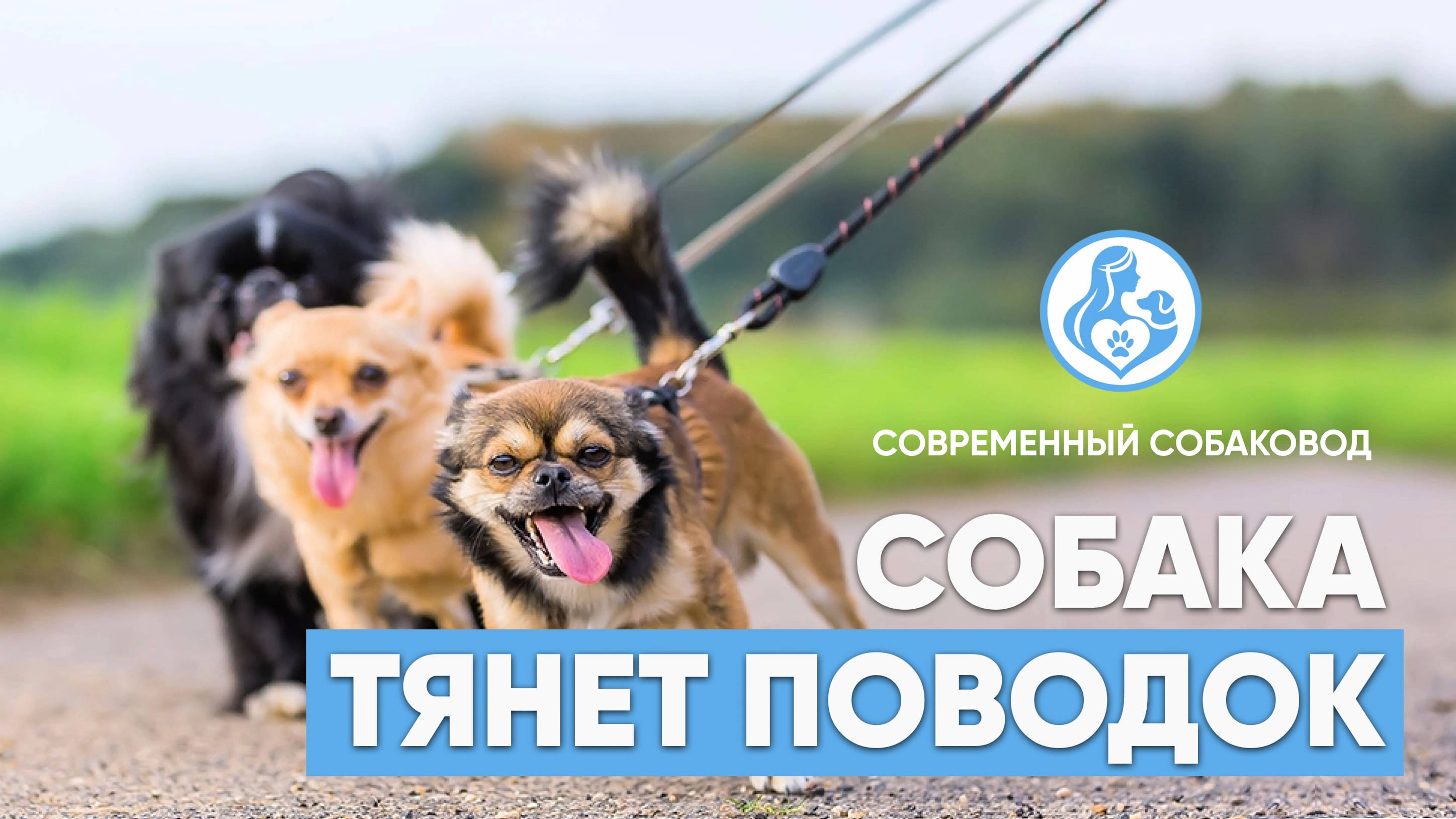 Собака ТЯНЕТ ПОВОДОК: почему она это делает и как решить эту проблему? 🐕⚡️