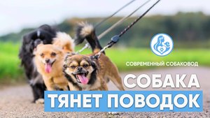 Собака ТЯНЕТ ПОВОДОК: почему она это делает и как решить эту проблему? 🐕⚡️