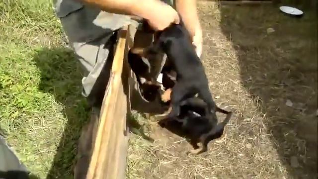 Щенки порвали тапок Прикол! смотреть онлайн