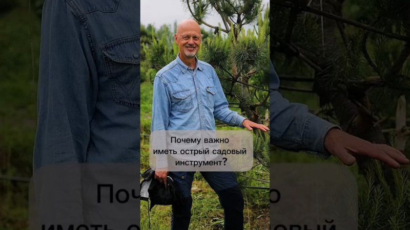 Почему важно иметь острый садовый инструмент? #бонсай #bonsai #ниваки #сад #андрейдарусенков