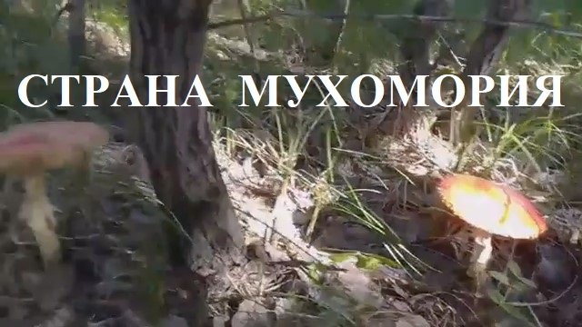СТРАНА МУХОМОРИЯ (сказочный лес)