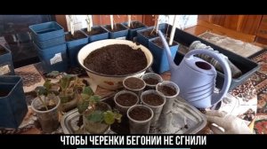 ЧТОБЫ ЧЕРЕНКИ БЕГОНИИ НЕ СГНИЛИ