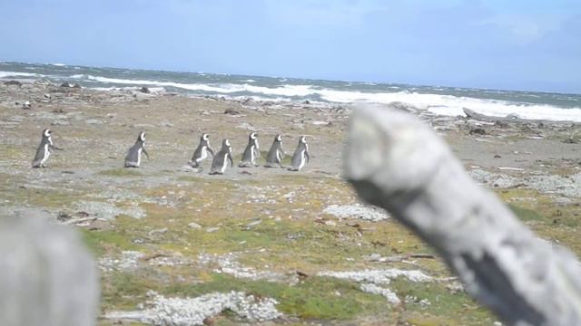 Zuid Amerika ,Punta Arenas (cruise 2010) , Magdalena Penguin Reserve. Из серии круиз в Южную Америк смотреть онлайн