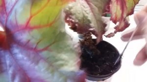 Бегонии декоративно - лиственные: моя небольшая коллекция сортов.