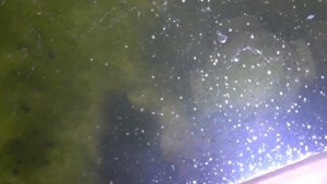 Живая дафния из сухой.  Реально или нет? ч. 2