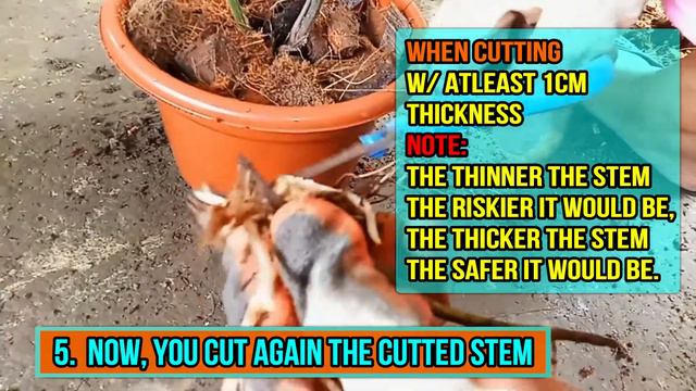 PAANO MAGPARAMI NG MAGNIFICUM ANTHURIUM WITH CARE TIPS HOW TO PROPAGATE A MAGNIFICUM ANTHURIUM смотреть онлайн