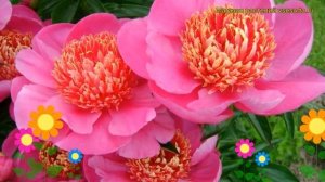 Пион молочноцветковый Неон. Краткий обзор, описание характеристик paeonia lactiflora Neon