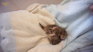 ✔️ Согреваем новорожденных котят