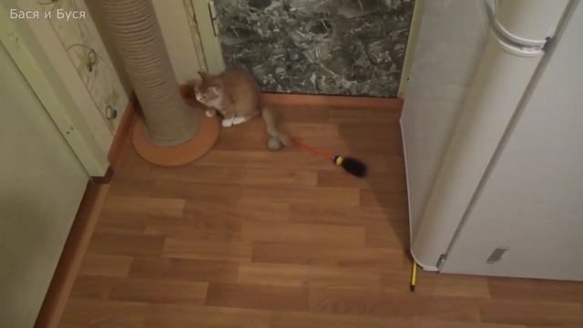 Кошачий паркур. Когтеточки и полки для кошек смотреть онлайн