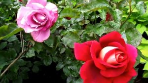✿➽ Розы Дойче Велле и Султан 11.07.17