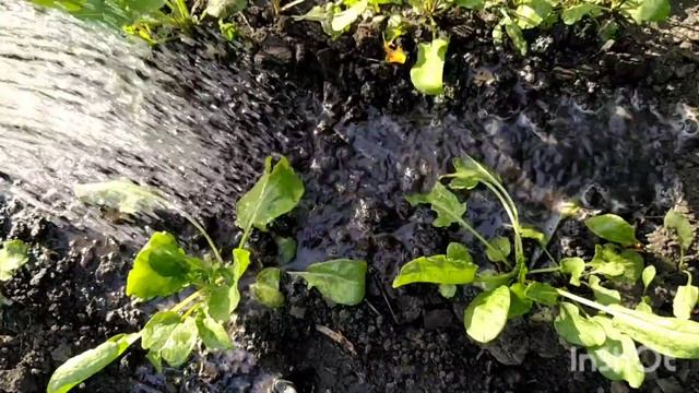 Щавель посадка и уход прополка щавеляпосадка щавеляусловия для щавеля