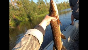 Хорошая рыбалка лучший отдых после работы, пару часов и ужин из свежей рыбки.