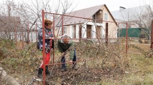 Дачный ревизор. Обрезка старого ВИНОГРАДА для повышения урожайности