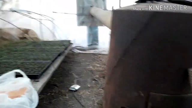 Чем удобрять капусту? Две недели после посева. #Капустаранняя смотреть онлайн