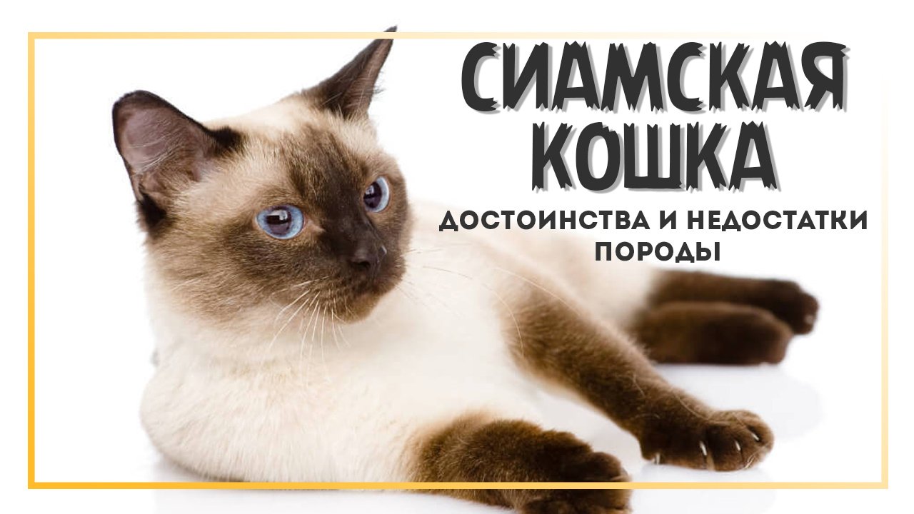 Сиамская кошка, описание характера породы