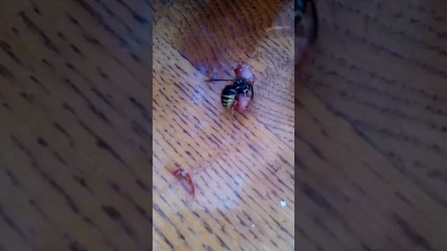 Хищная оса в деле? смотреть онлайн