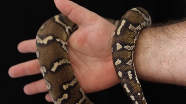 Гибриды от пары python Regius pastel x python Anchietae CB2021