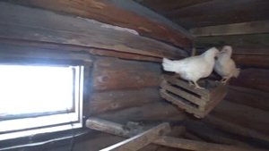 КУРЯТНИК, БОЕВЫЕ КУРЫ, ЯЙЦА И ИХ КОРМ