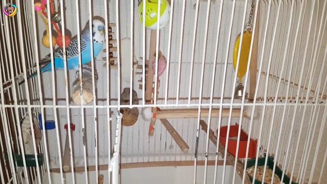 Disturbing things that budgies do 🤫 смотреть онлайн