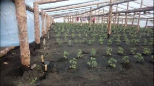 Теплица Китайского типа.