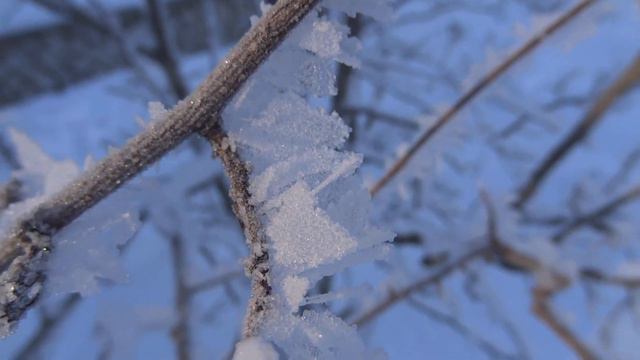 уфа толстый слой изморози на ветках.морозный ден 7 декабря 2022.погода природа weather nature russi