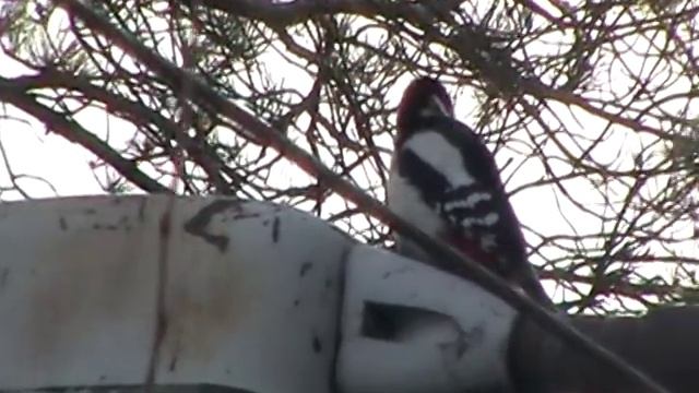 Глупый дятел долбит фонарь смотреть онлайн