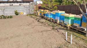 Срочная продажа пасеки #пчеловодство #пасека #пчёлы