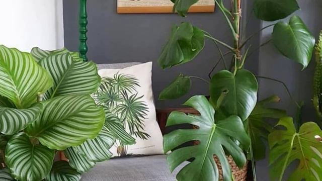 Что такое период покоя комнатных растений? Уход за растениями в холодное время. смотреть онлайн