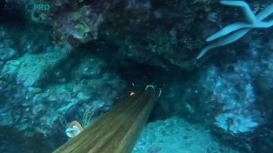 Подводная охота на групера