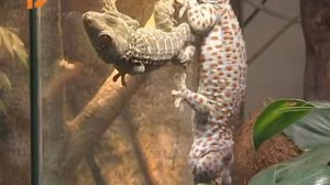 Геккон токи  Программа Лапушки в Экзотариуме 4 02 16