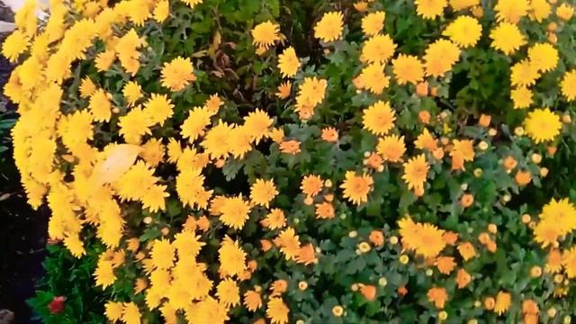 Чудесная погода в октябре. 24.10.23г. смотреть онлайн