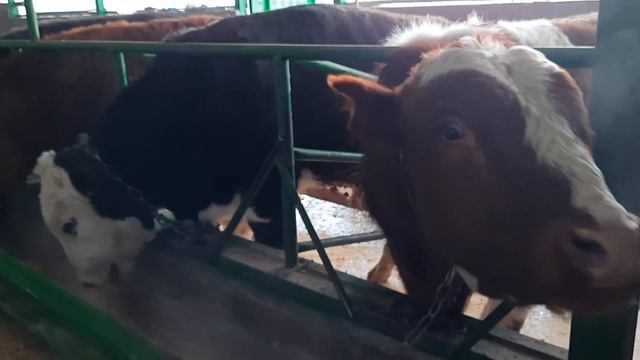 Откорм быков. 30.12.2020 г. смотреть онлайн