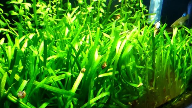 Sagittaria Subulata - Easy to Keep Foreground Carpet Plant смотреть онлайн