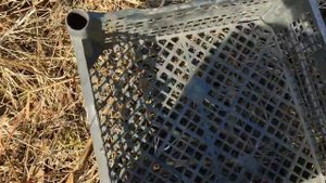 Сбор шишек для самовара