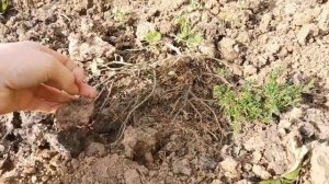 Можжевельник Green Carpet, обзор цветника. Октябрь 2020