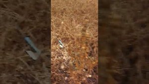 Afghan Kush Power, дикий аут, 52 широта, харвест.