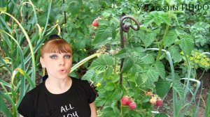 МАЛИНА РАЗРАСТАЕТСЯ — чем и как правильно огородить растение?